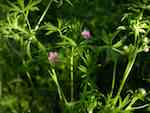 Fliknäva (G. dissectum). Blommor på korta skaft, blad djupt och smalt flikiga.